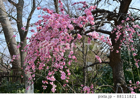 北野天満宮　梅花祭 88111821