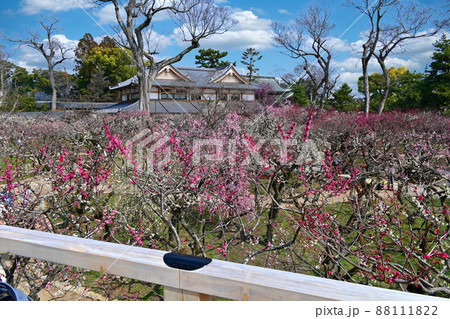 北野天満宮　梅花祭 88111822