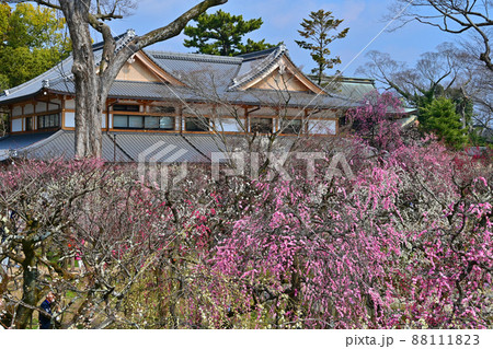 北野天満宮　梅花祭 88111823