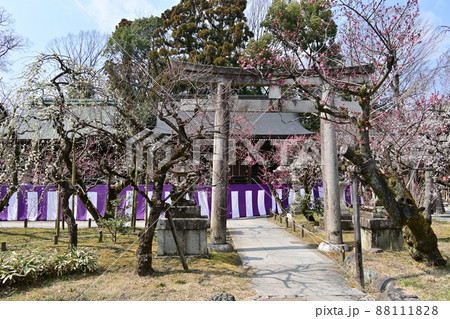 北野天満宮　梅花祭 88111828