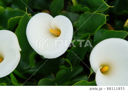 クワズイモ 花 フラワー 88111855