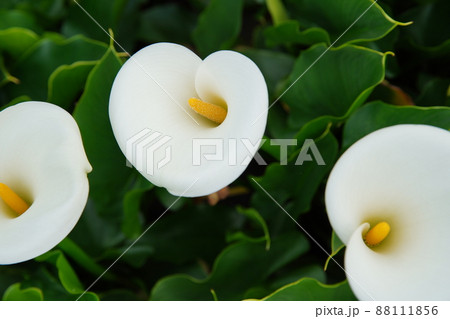 クワズイモ 花 フラワー 88111856
