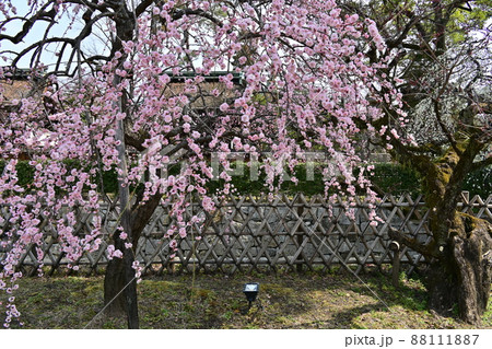 北野天満宮　梅花祭 88111887