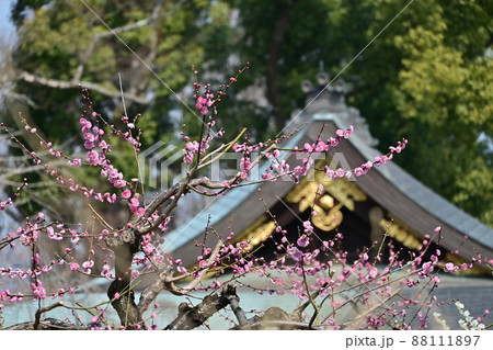 北野天満宮　梅花祭 88111897