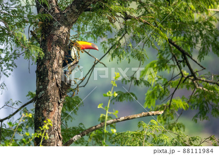 toucan on a tree branch in the wild toucan on a tree branch in the wild 88111984