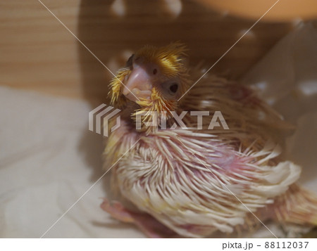 鳥 バーディー 小鳥 88112037