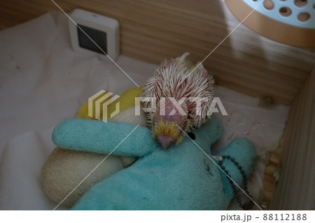 鳥 バーディー 小鳥 88112188