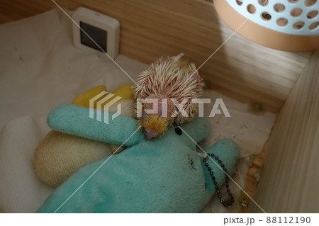 鳥 バーディー 小鳥 88112190