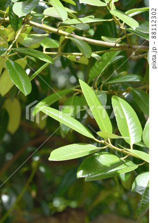 樹木：タラヨウ　モチノキ科 88112302