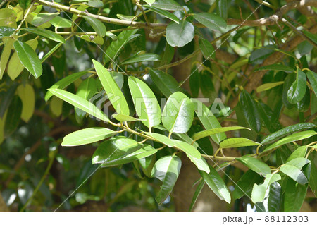 樹木：タラヨウ　モチノキ科 88112303