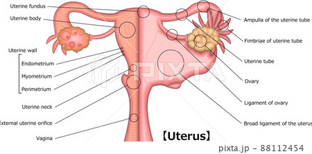 子宮　構造　イラスト　英語 88112454