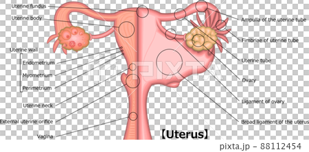 子宮　構造　イラスト　英語 88112454