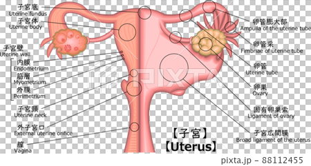 Uterine structure illustration Japanese Uterine structure illustration Japanese 88112455