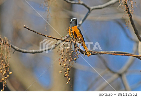 木の実を食べる、ジョウビタキのオス 88112552