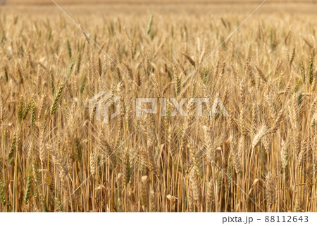 Dry yellow wheat in the field ready for harvest. 88112643