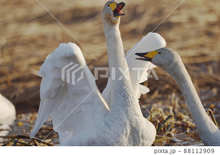 鳴きながら羽ばたくオオハクチョウ(北海道) 鳴きながら羽ばたくオオハクチョウ(北海道) 88112909