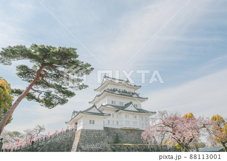 神奈川県小田原市　春先の晴天のもと小田原城と桜を眺める 88113001