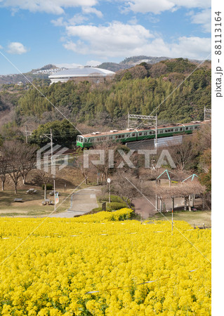 神戸総合運動公園のコスモスの丘に咲いた菜の花と神戸市市営地下鉄 88113164