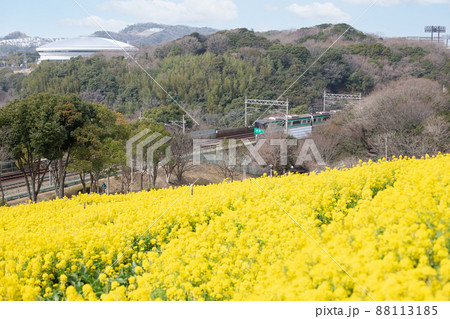 神戸総合運動公園のコスモスの丘に咲いた菜の花と神戸市市営地下鉄 88113185