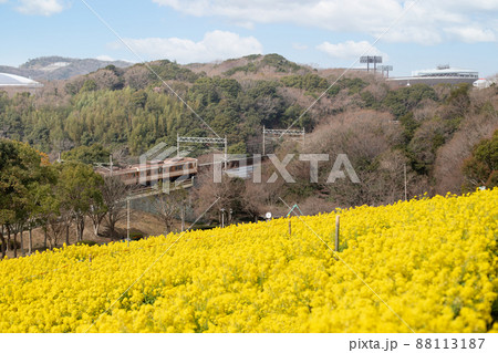 神戸総合運動公園のコスモスの丘に咲いた菜の花と神戸市市営地下鉄 88113187
