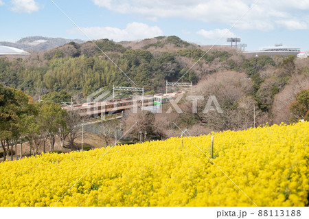 神戸総合運動公園のコスモスの丘に咲いた菜の花と神戸市市営地下鉄 神戸総合運動公園のコスモスの丘に咲いた菜の花と神戸市市営地下鉄 88113188