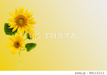 yellow flowers sunflowers arrangement flat lay postcard style  88113212