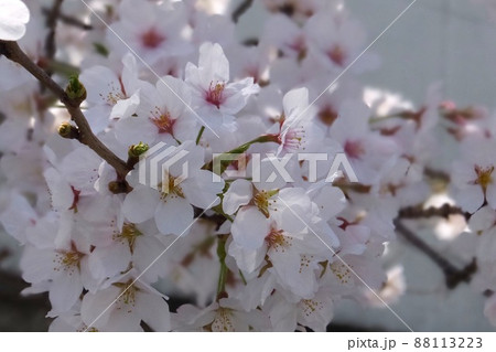 桜 88113223