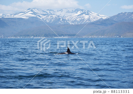 知床の山並みを背景にを泳ぐシャチ(北海道・羅臼) 知床の山並みを背景にを泳ぐシャチ(北海道・羅臼) 88113331