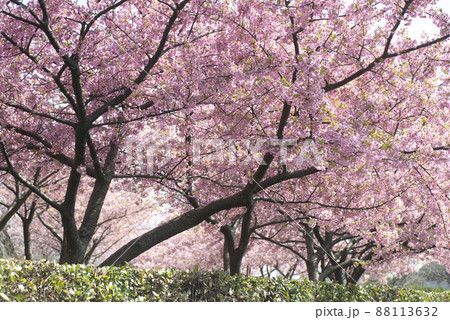 河津桜（松江市・大塚山公園） 88113632