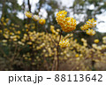 ミツマタ 88113642