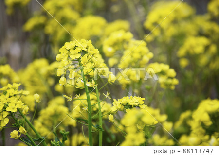 川沿い土手に咲く菜の花 88113747