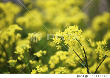 川沿い土手に咲く菜の花 88113748