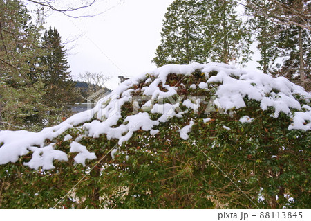 生垣　雪景色 88113845