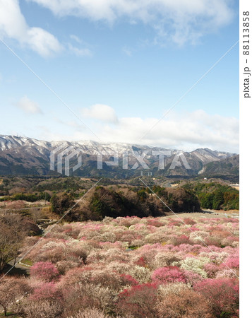 春のいなべ梅林公園の一面の梅 88113858
