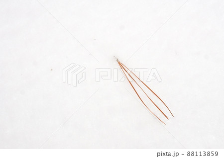 高野山 三鈷の松 高野山 三鈷の松 88113859