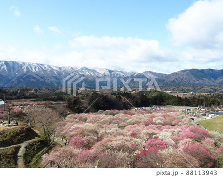 春のいなべ梅林公園の一面の梅 88113943