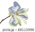モクレンの花のクローズアップ　一輪　春イメージ 88113996