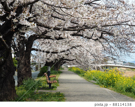 豊川市佐奈川堤の桜並木 88114138