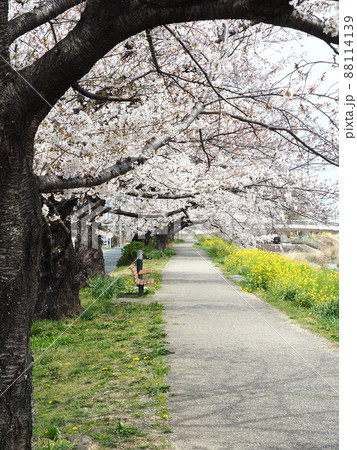 豊川市佐奈川堤の桜並木 88114139