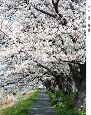 豊川市佐奈川堤の桜並木 88114151