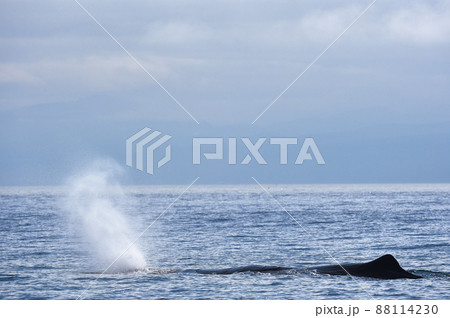 マッコウクジラの潮吹き（北海道・羅臼沖） 88114230