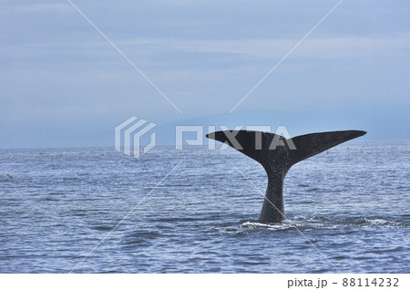 潜水を始めるマッコウクジラの尾びれ(北海道・羅臼沖) 潜水を始めるマッコウクジラの尾びれ(北海道・羅臼沖) 88114232