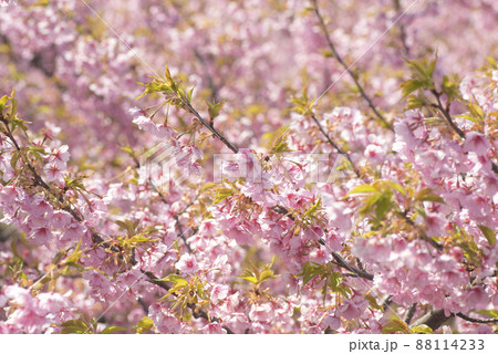 河津桜（松江市・大塚山公園） 88114233