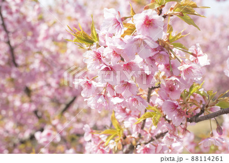 河津桜(松江市・大塚山公園) 河津桜(松江市・大塚山公園) 88114261