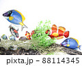 熱帯魚 88114345