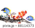 熱帯魚 88114373