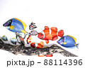 熱帯魚 88114396