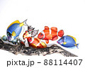 熱帯魚 88114407