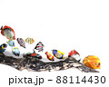 熱帯魚 88114430