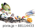 熱帯魚 88114433